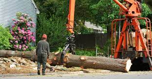 Tree Removal