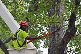 Tree Trimming